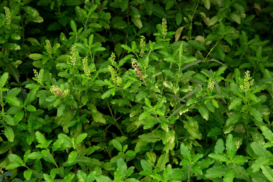 ホーリーバジル(Holy basil)