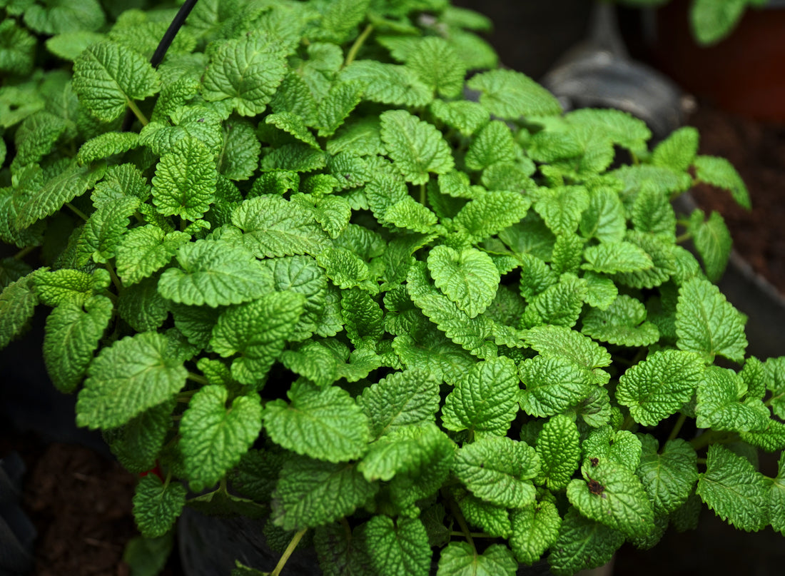 レモンバーム(Lemon balm)