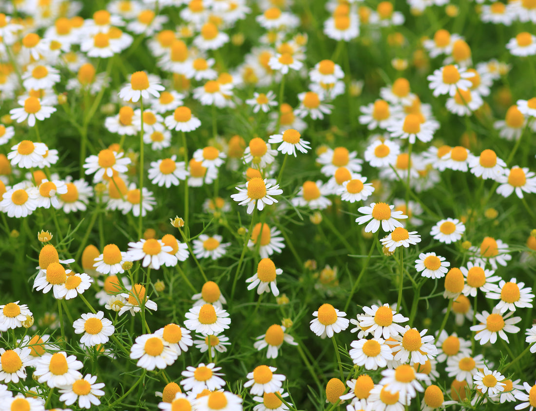 カモミール(Chamomile)