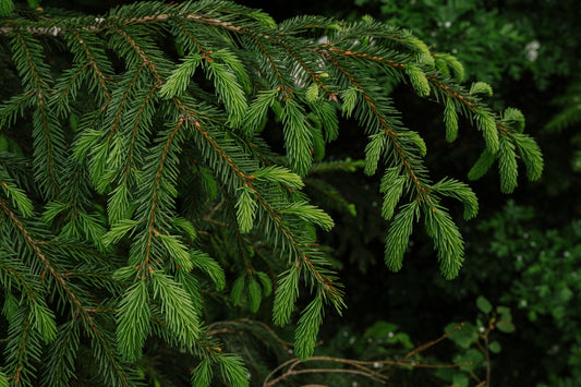 松葉(PINE NEEDLE)