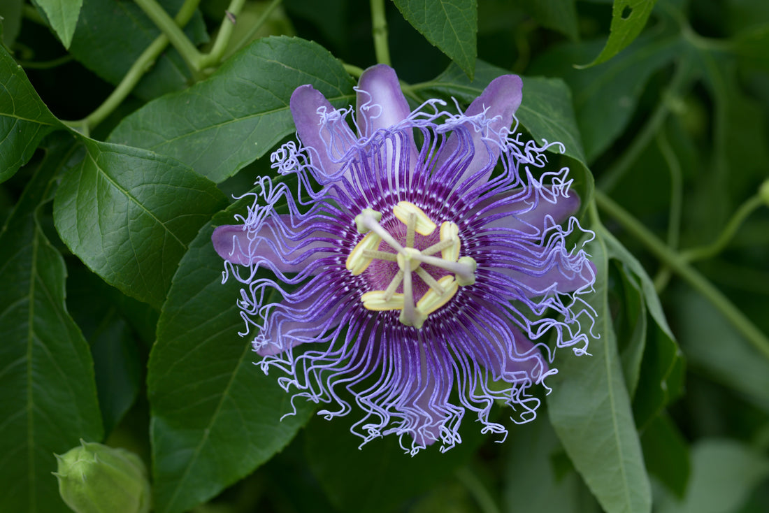 トケイソウ(Passion flower)